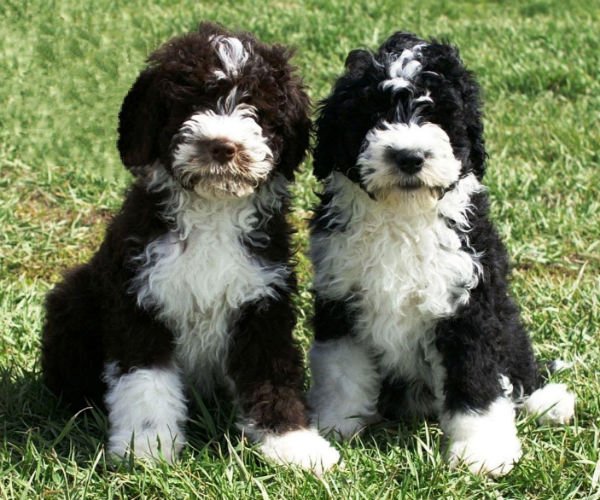 Cão adulto da raça Portuguese Water Dog ou Cão de Água Português próximo à água, com corpo musculoso, pelagem encaracolada preta e branca e expressão viva e atenta.