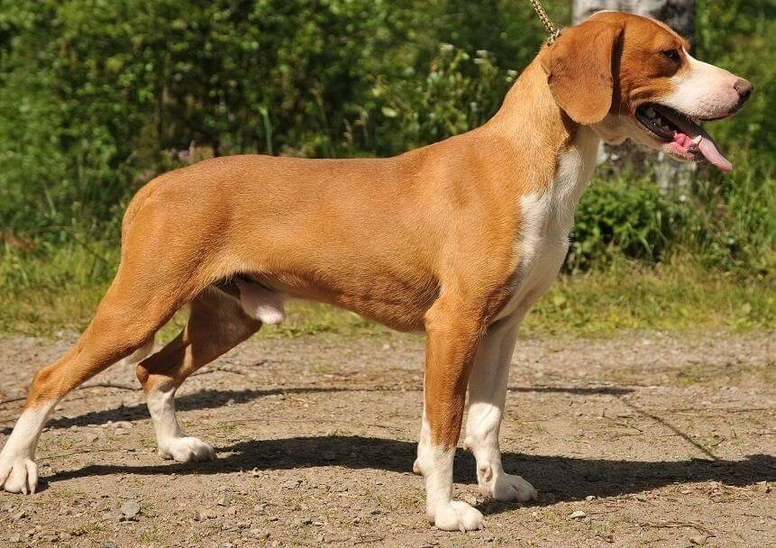 Cão adulto da raça Posavac Hound em ambiente natural, com corpo médio e atlético, pelagem curta trigo-avermelhada com marcações brancas, orelhas pendentes e expressão atenta.