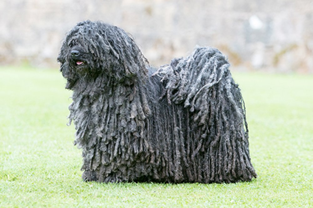 Cão adulto da raça Puli preto correndo em área gramada, com longa pelagem naturalmente formada por cordões, corpo compacto e expressão viva parcialmente coberta pelos pelos.