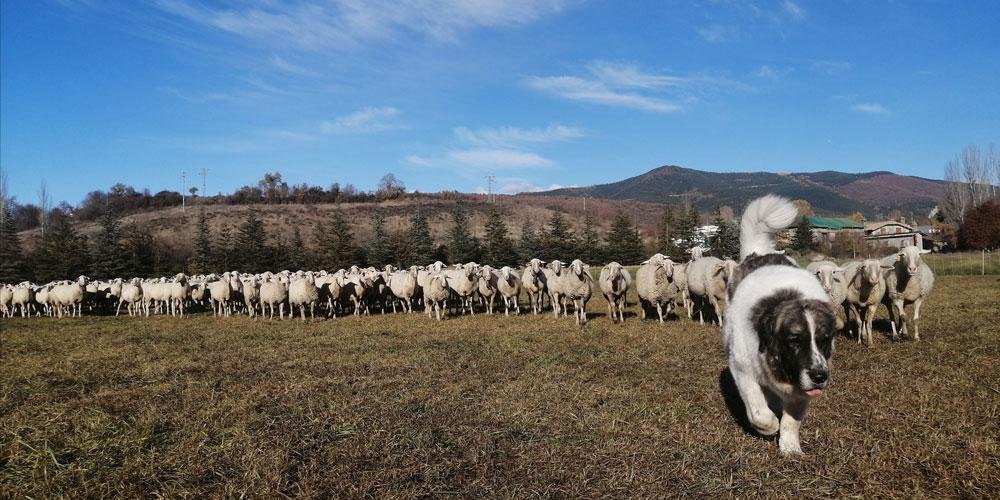Cão adulto da raça Pyrenean Mastiff em ambiente montanhoso, grande e musculoso, com pelagem branca densa, máscara escura bem definida e postura calma e vigilante diante de um rebanho.