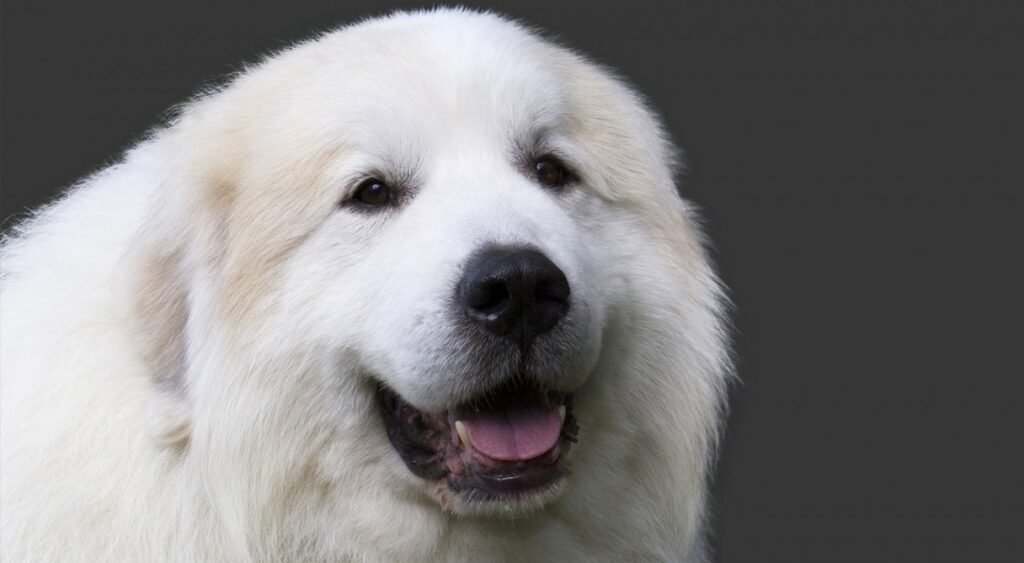 Cão adulto da raça Pyrenean Mountain Dog ou Great Pyrenees em ambiente montanhoso, grande e branco, com pelagem dupla abundante, postura tranquila e expressão atenta.
