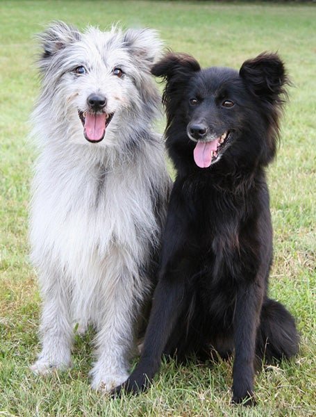 Cão adulto da raça Pyrenean Shepherd em terreno montanhoso, de porte pequeno e atlético, pelagem cinza desgrenhada, expressão alerta e rebanho de ovelhas ao fundo.