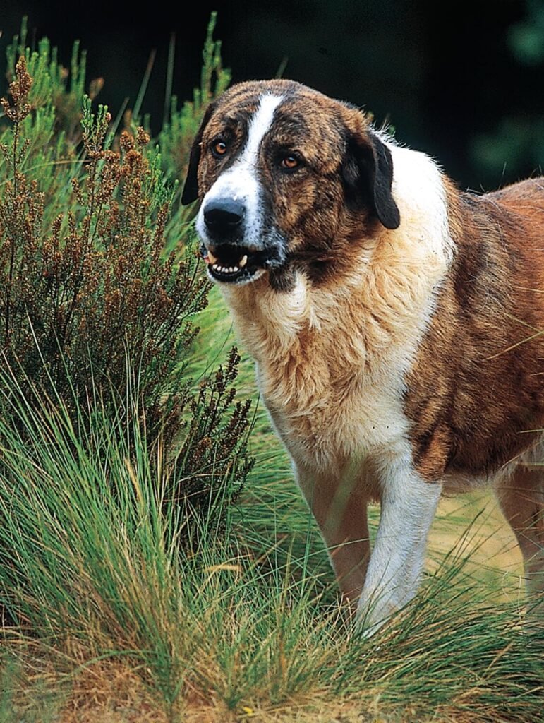 Cão adulto da raça Rafeiro do Alentejo em uma planície rural portuguesa, de grande porte, corpo poderoso, pelagem tigrada e branca e expressão calma e vigilante.