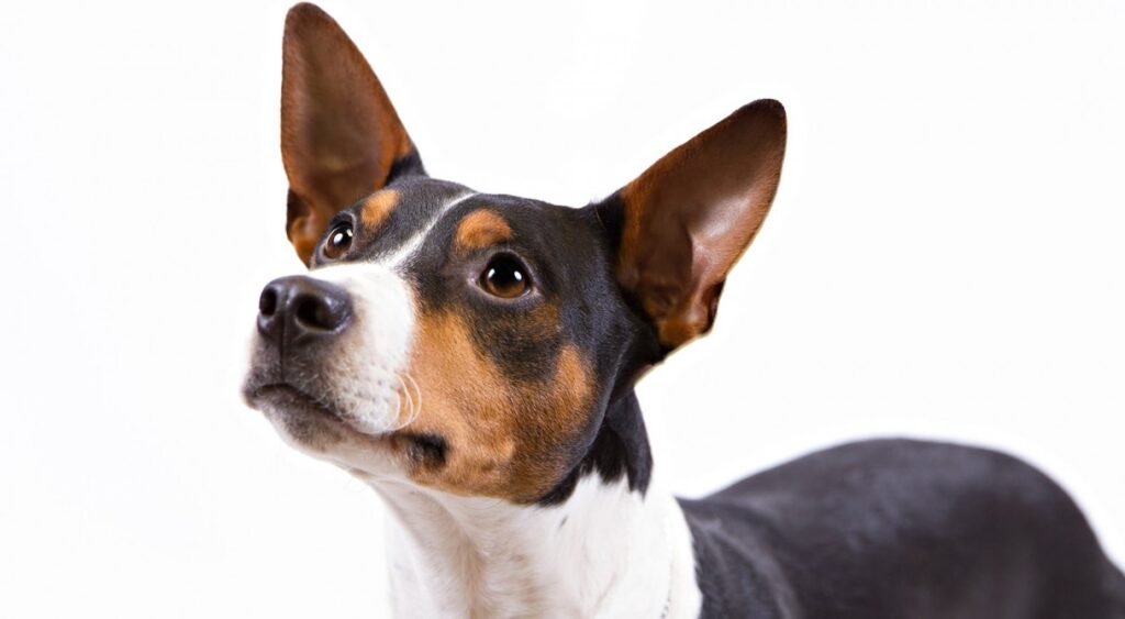 Cão adulto da raça Rat Terrier em ambiente rural, pequeno e atlético, com pelagem curta tricolor branca, preta e castanha, orelhas eretas e expressão extremamente alerta.