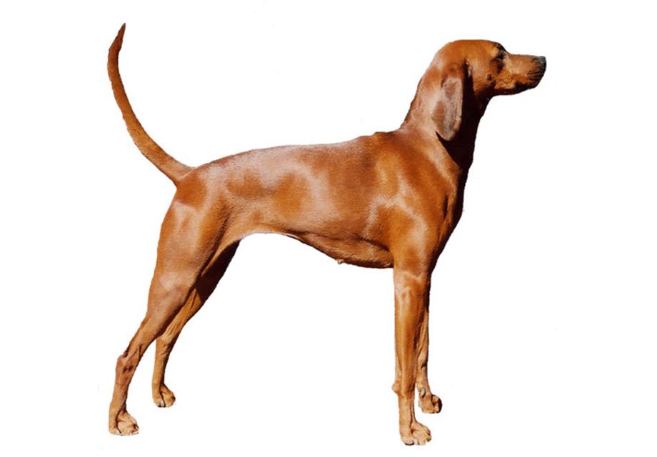 Cão adulto da raça Redbone Coonhound em área florestal, com corpo atlético, pelagem curta vermelho-mahogany brilhante, longas orelhas pendentes e expressão atenta.