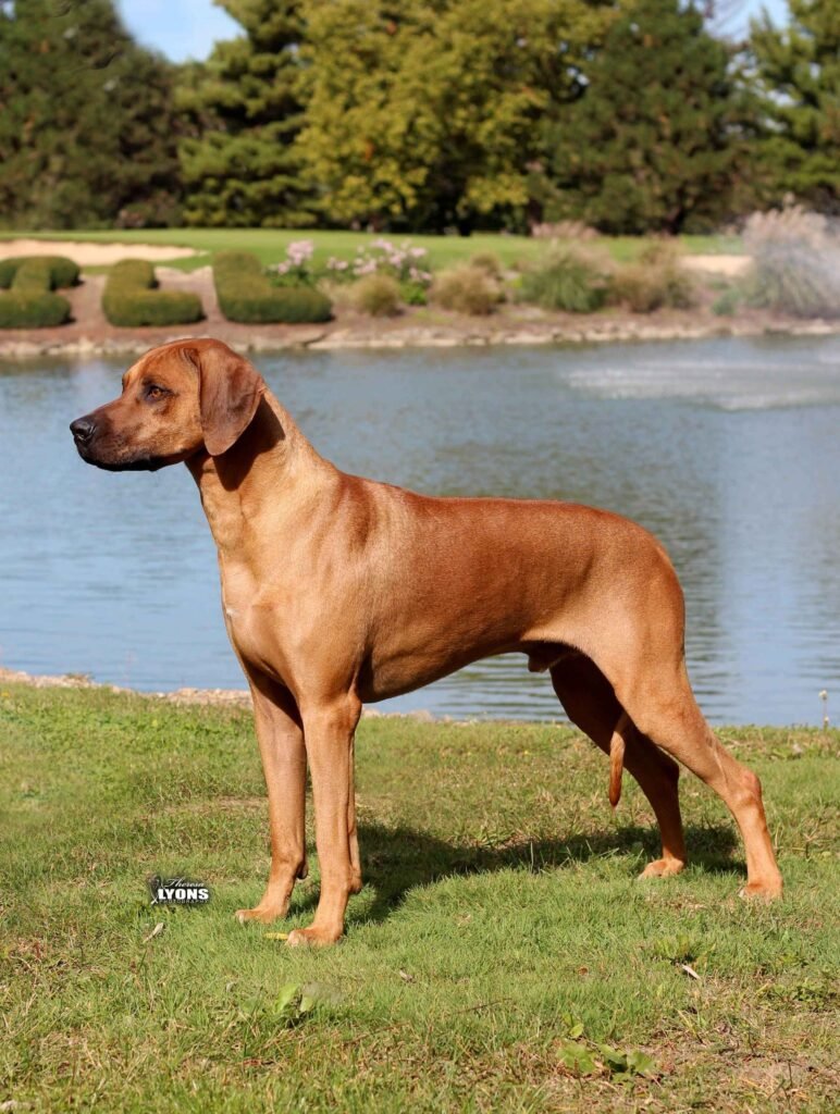 Cão adulto da raça Rhodesian Ridgeback em paisagem africana aberta, de corpo atlético e musculoso, pelagem trigo-avermelhada e crista dorsal característica claramente visível.