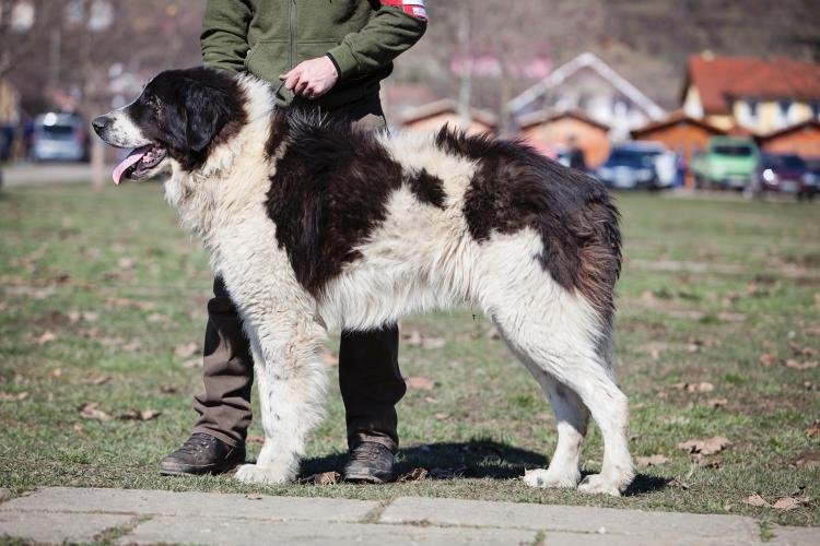 Cão adulto da raça Romanian Bucovina Shepherd Dog em área montanhosa, de grande porte, pelagem longa branca com grandes manchas pretas e postura calma e vigilante.