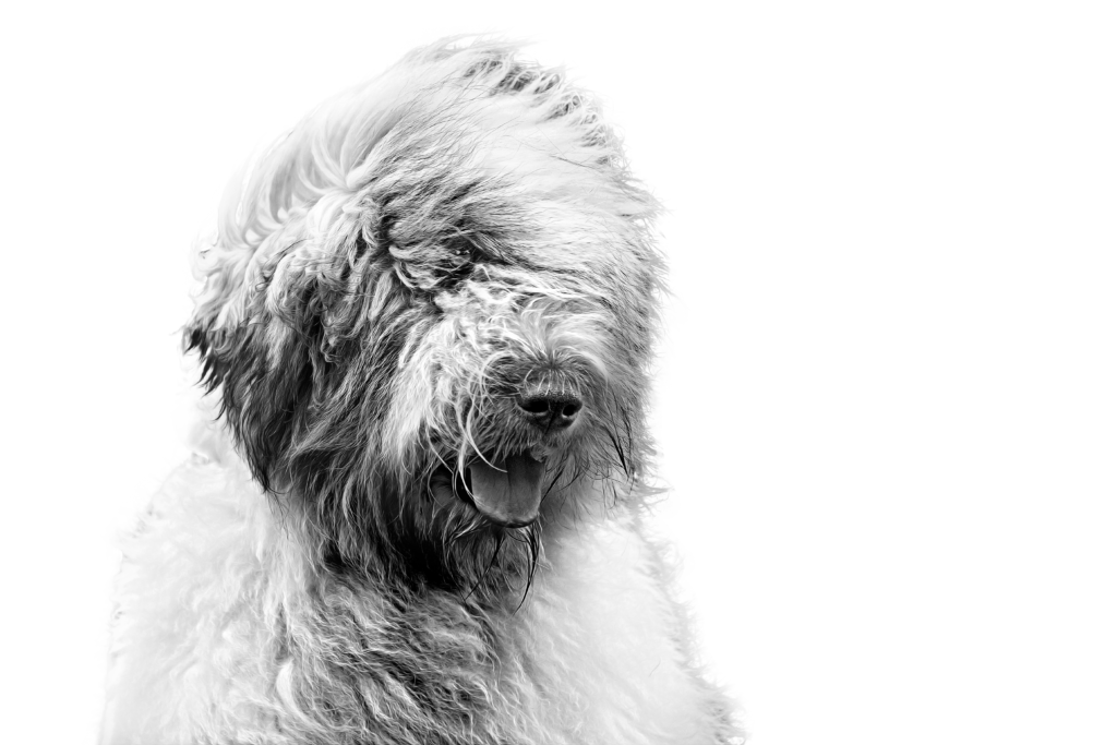 Cão adulto da raça Romanian Mioritic Shepherd Dog em paisagem montanhosa, de grande porte, com longa pelagem branca e cinza, corpo robusto e expressão calma e vigilante.