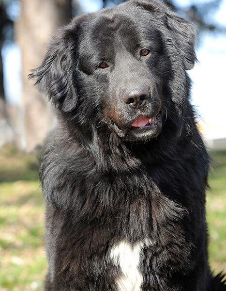 Cão adulto da raça Romanian Raven Shepherd Dog em paisagem rural dos Cárpatos, de grande porte, pelagem longa predominantemente preta, pequena marca branca no peito e postura calma e vigilante.