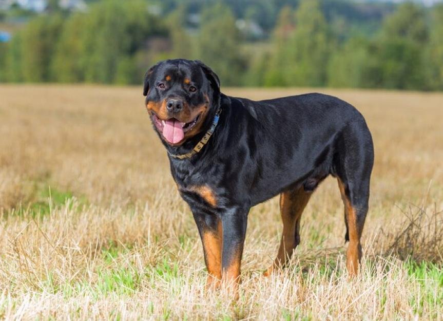 Cão adulto da raça Rottweiler em pé, de corpo forte e atlético, pelagem preta com marcações castanho-avermelhadas bem definidas, cabeça robusta e expressão calma e confiante.