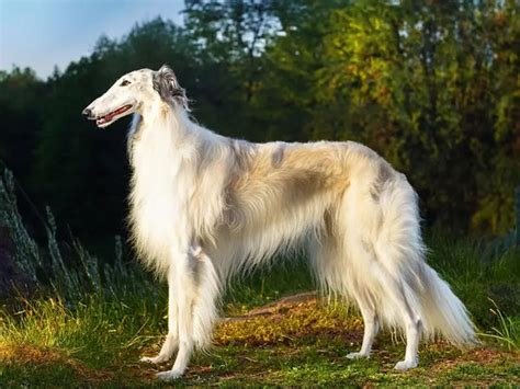 Cão adulto da raça Borzoi em pé ao ar livre, com corpo alto e esguio, cabeça longa, pelagem branca sedosa e manchas claras.