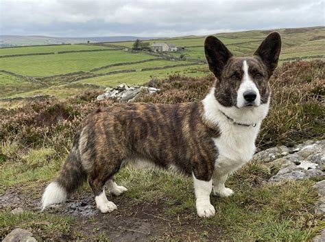 Cão adulto da raça Cardigan Welsh Corgi em pé em uma paisagem rural, com corpo longo, pernas curtas, orelhas grandes e eretas e cauda comprida e espessa.