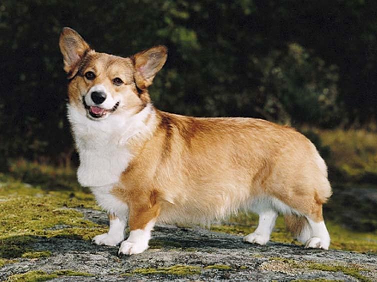 Welsh Corgi Pembroke adulto vermelho e branco em pé, mostrando pernas curtas, corpo robusto, orelhas eretas e expressão alerta.